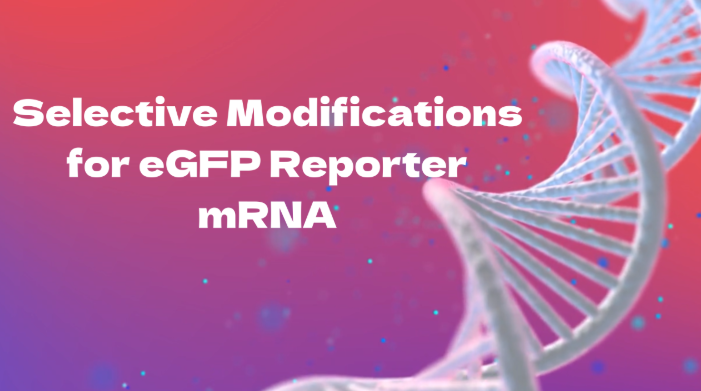 Selectieve modificaties voor eGFP-reporter mRNA