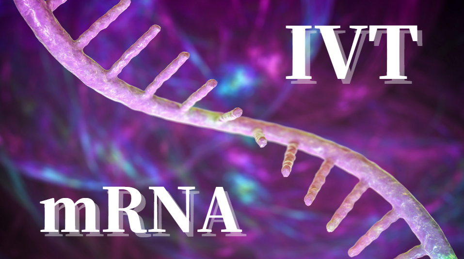 IVT mRNA valmistamine