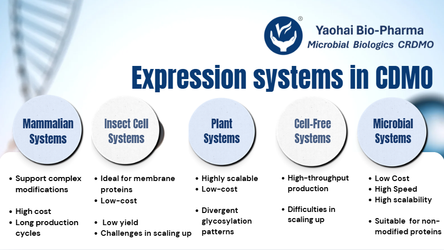 Exploration des systèmes d'expression dans CDMO
