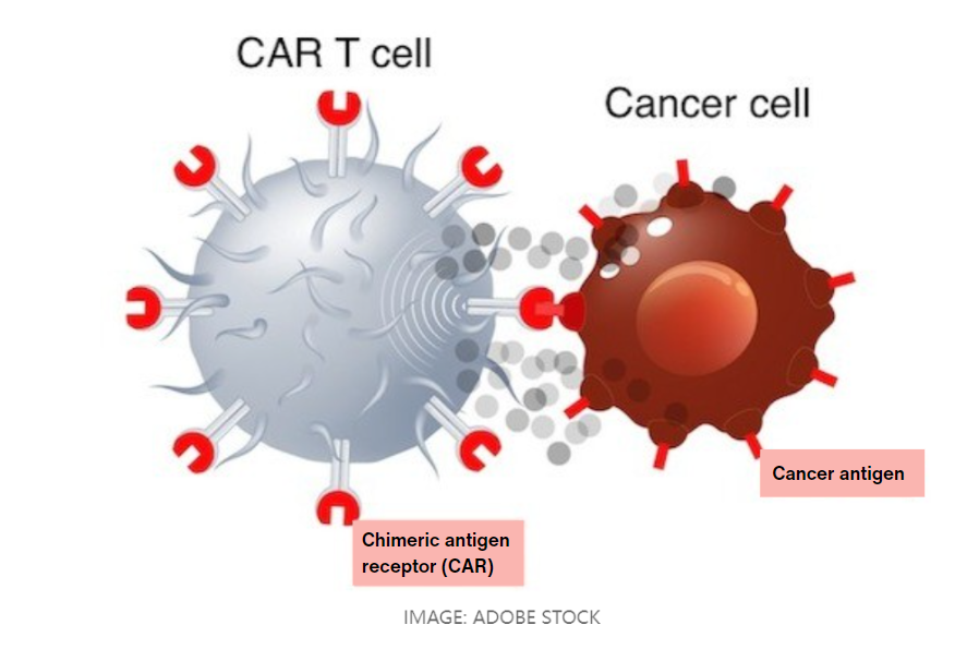 Nanobodies Meet CAR-T: Shaping the Future of Cancer Therapy