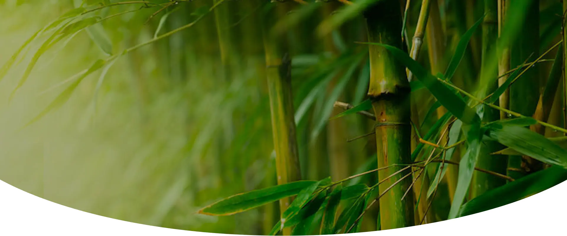 Bamboo Fiber