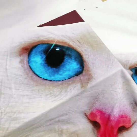 Blåøjet hvid kat - Ying