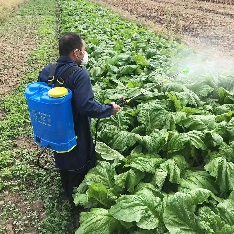 Spray insecticide in vegetable field