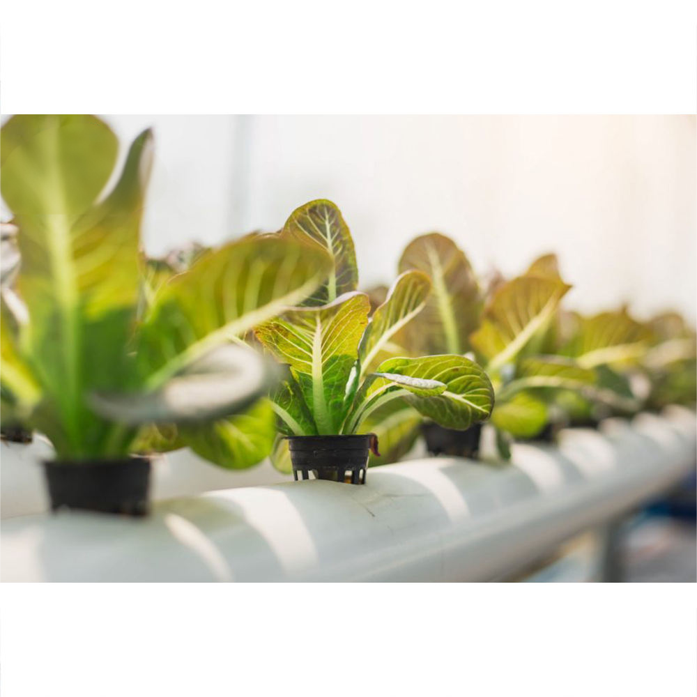 User-Friendly Design and Comprehensive Growing Support