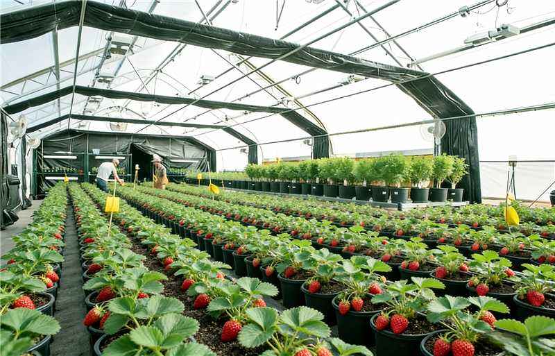 Facilitates integratae in viridariis