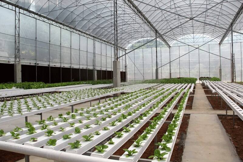 Hydroponic Vertical Farming_ Empowering Legal Cultivation Markets Globally  (1).jpg