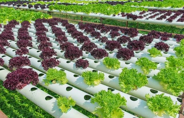 Systemata Hydroponica Crescendi