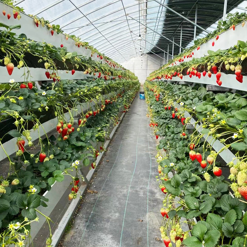 Advanced LED Lighting Technology for Optimal Plant Growth