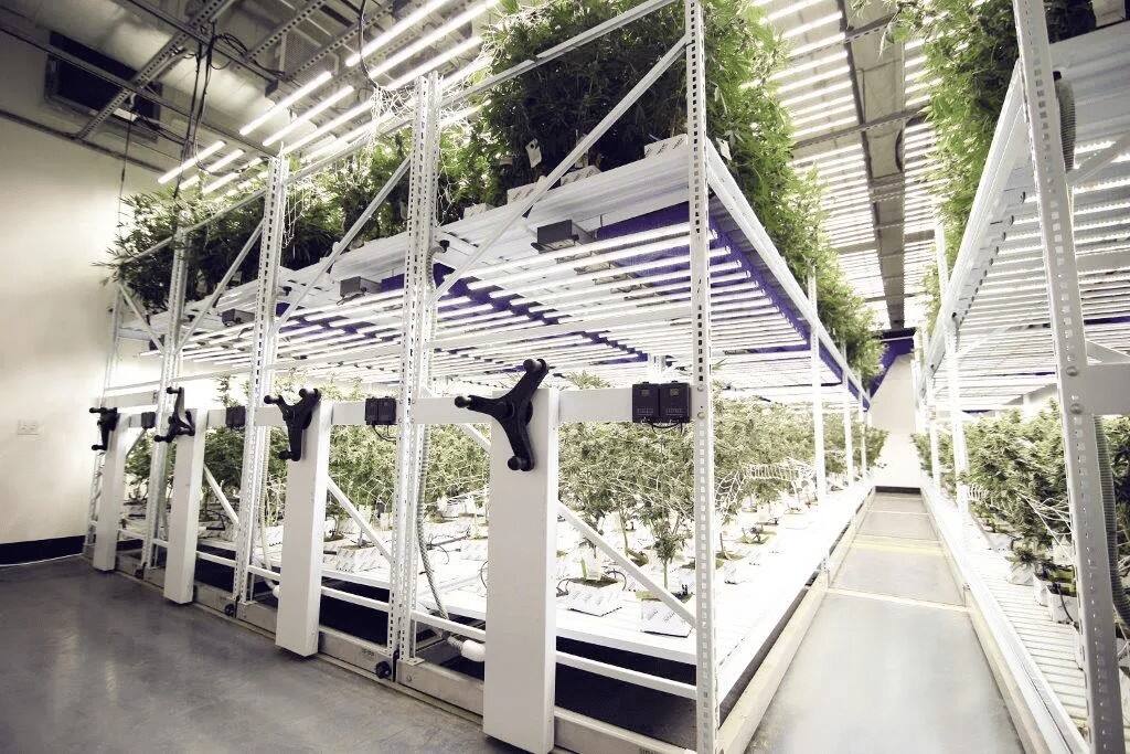 Hydroponic Vertical Farming_ Empowering Legal Cultivation Markets Globally  (2).jpg
