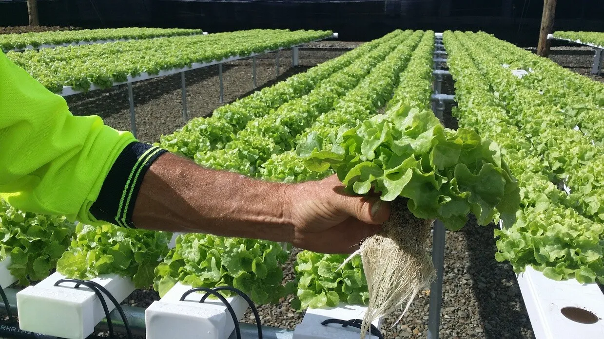 Climate-Controlled Growing Environment