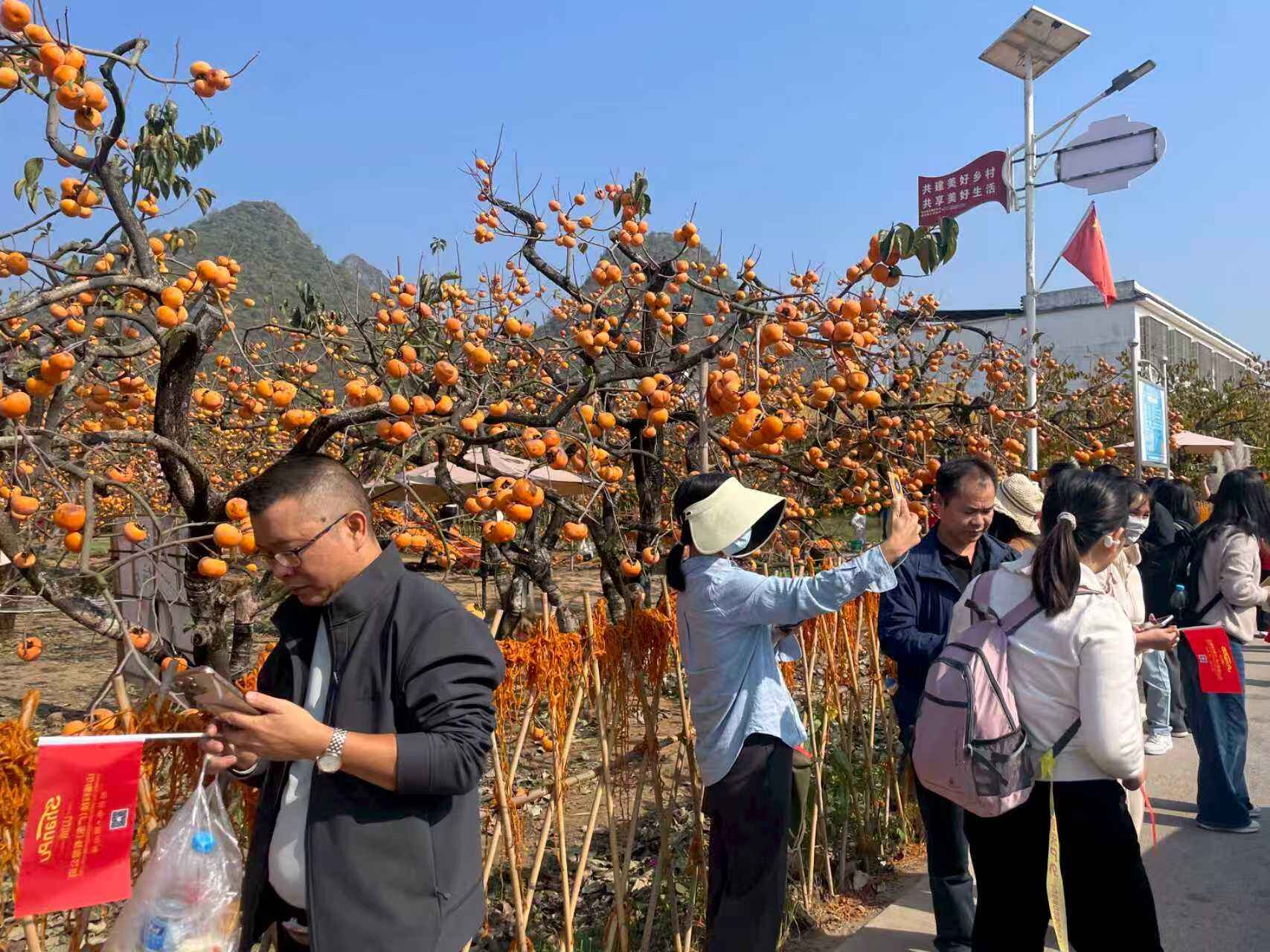 Vermelho Caqui Reflete a Aspiração Original: Uma Jornada Unida de Construção de Equipe na Aldeia Shanpu Hongyan