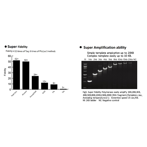 Super High Fidelity DNA Polymerase