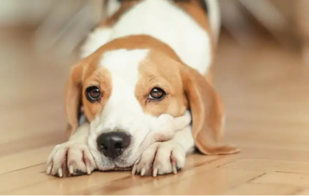 Cosa succede se il cane lo mangia accidentalmente? Questi trucchi devono essere imparati!