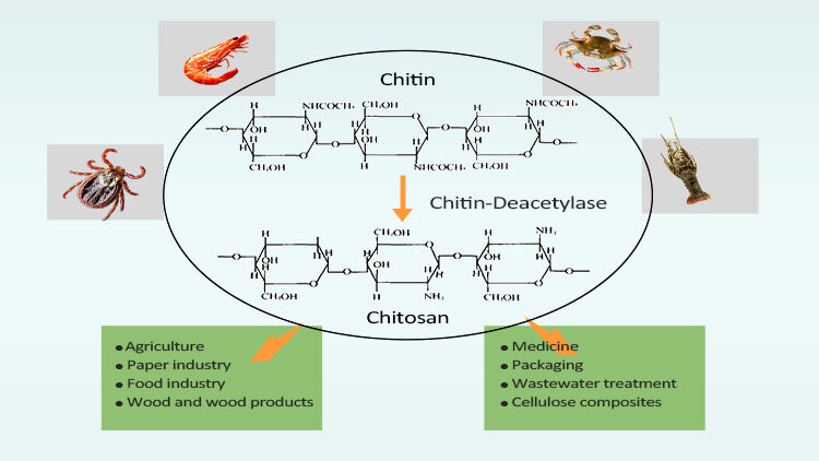 Chitosan: Et alsidigt materiale med ekspanderende applikationer