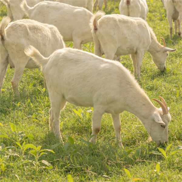 livestock breeding waster.jpg