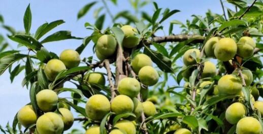 Sichuan Huayu Vehicle Leaf Spring Co., Ltd. employees climb trees to pick plums