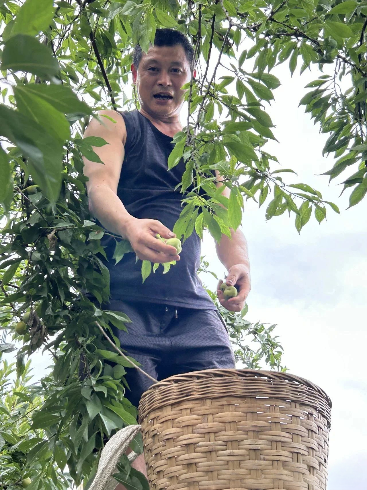 Sichuan Huayu Vehicle Leaf Spring Co., Ltd. employees climb trees to pick plums