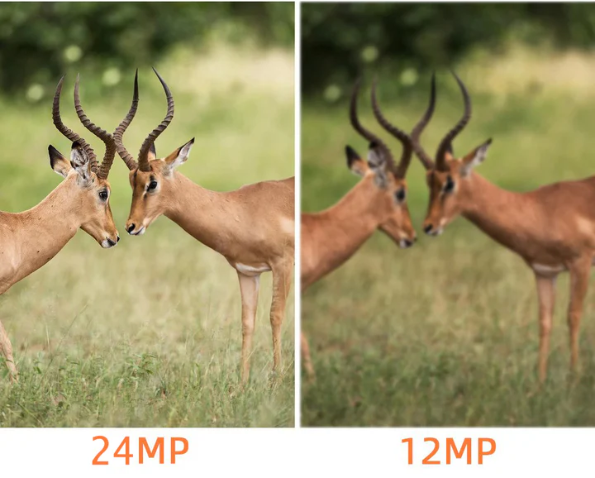 The Difference Between 12MP and 24MP Cameras