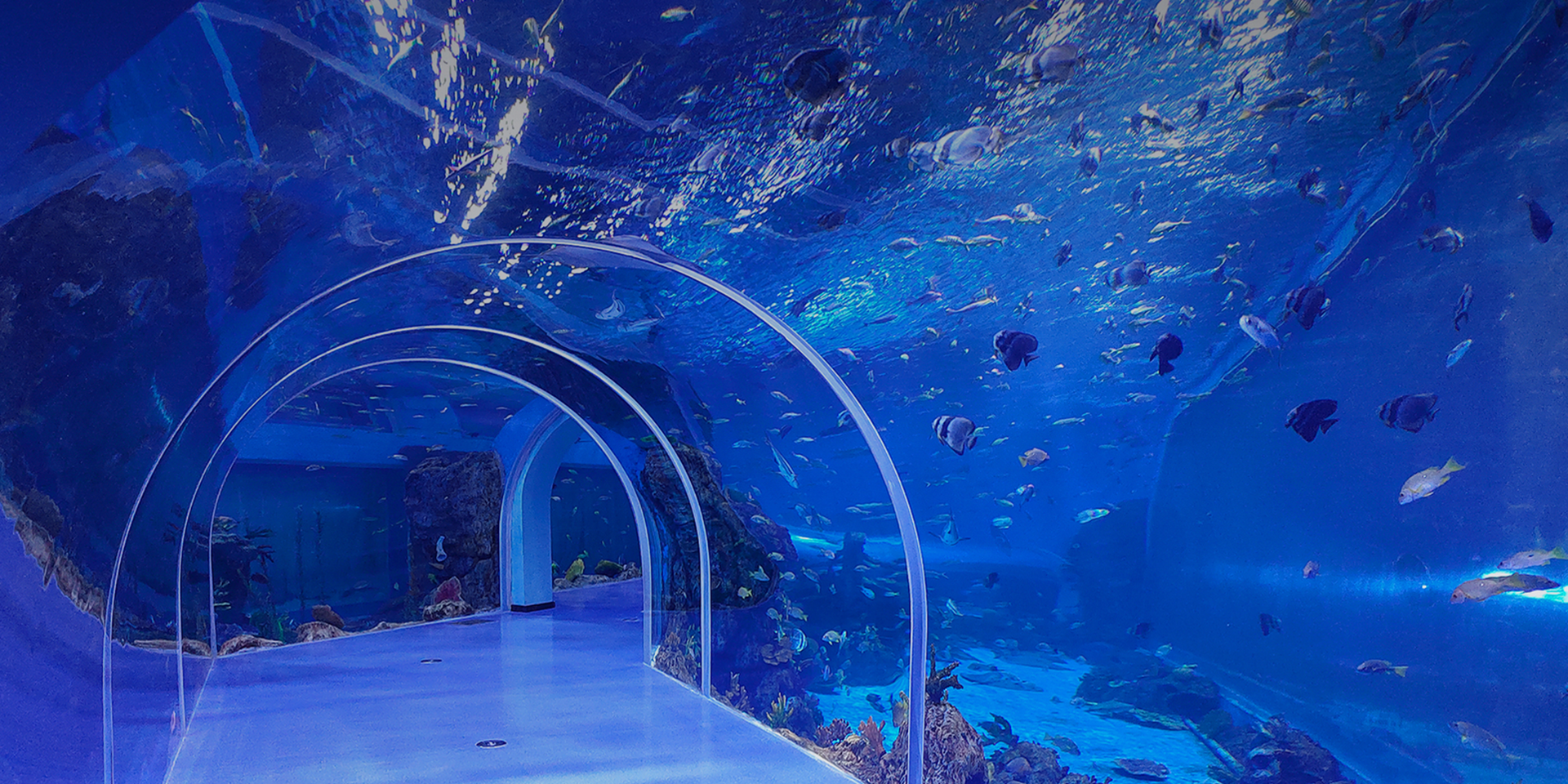 Professional Manufacture For Acrylic Aquariums And Extra Large Thick Acrylic Panels On-Site Splicing Support