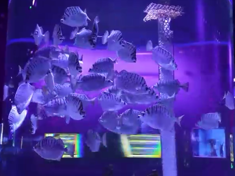 Do aquariums want to appear lively? 