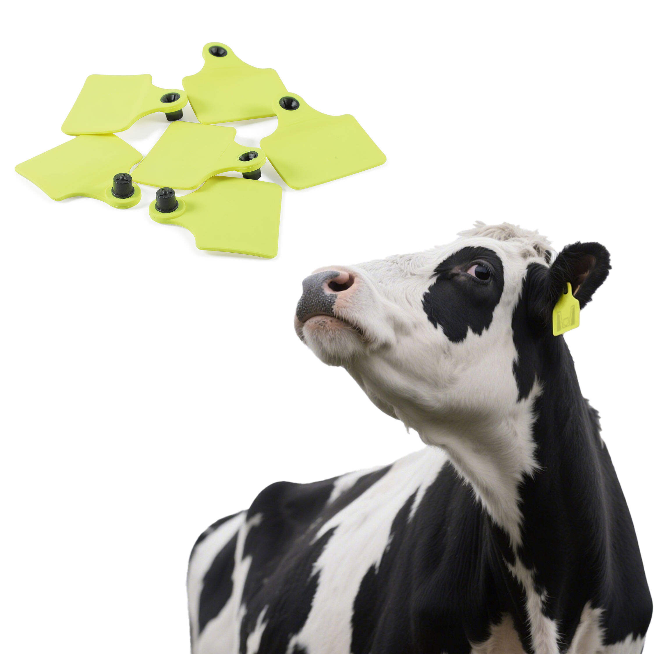 How RFID Cow Tags Improve Traceability and Food Safety in Livestock