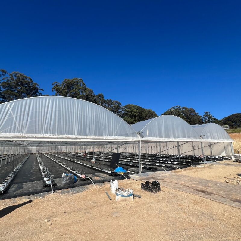 İkliminize uygun olarak tünel serasını çok açıklıklı (multi-span) tasarımımdan nasıl seçersiniz?