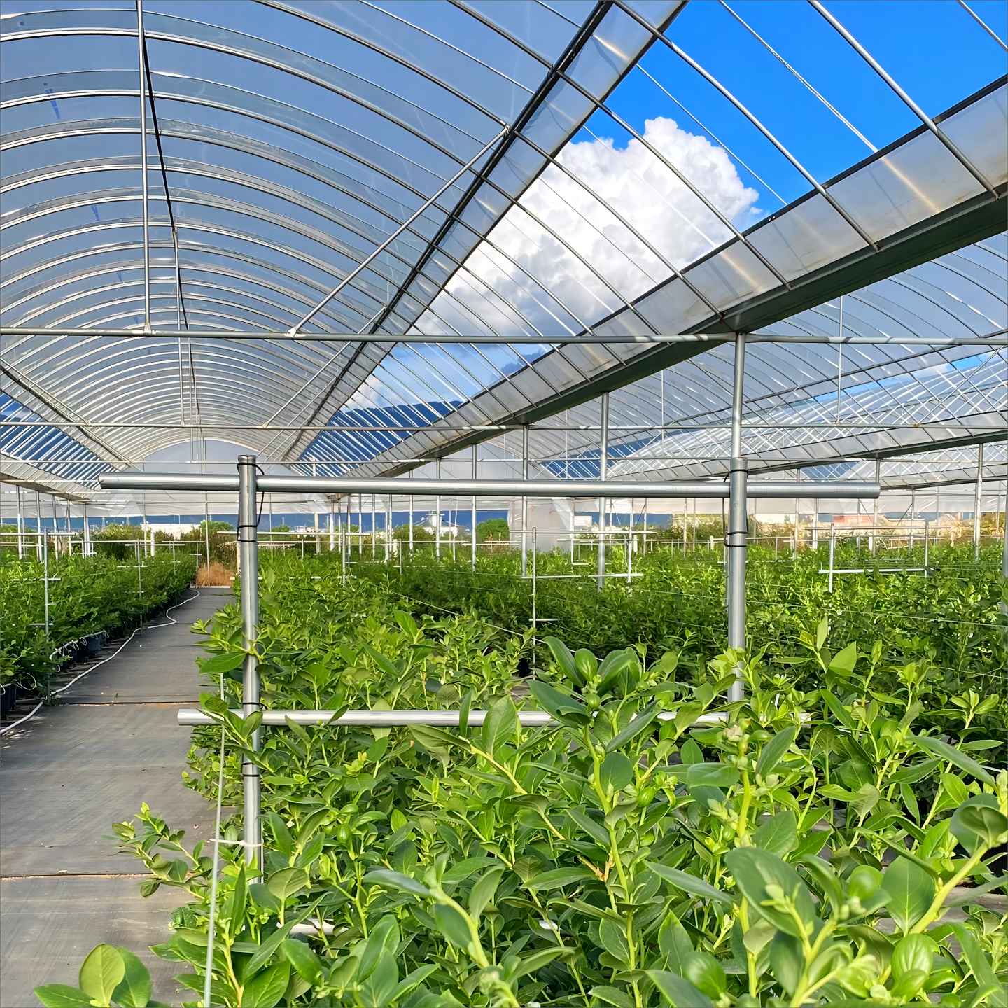 Եզակի մշակումային դիմացկունություն և եղանակային պայմանների նկատմամբ դիմացկունության ցուցանիշ