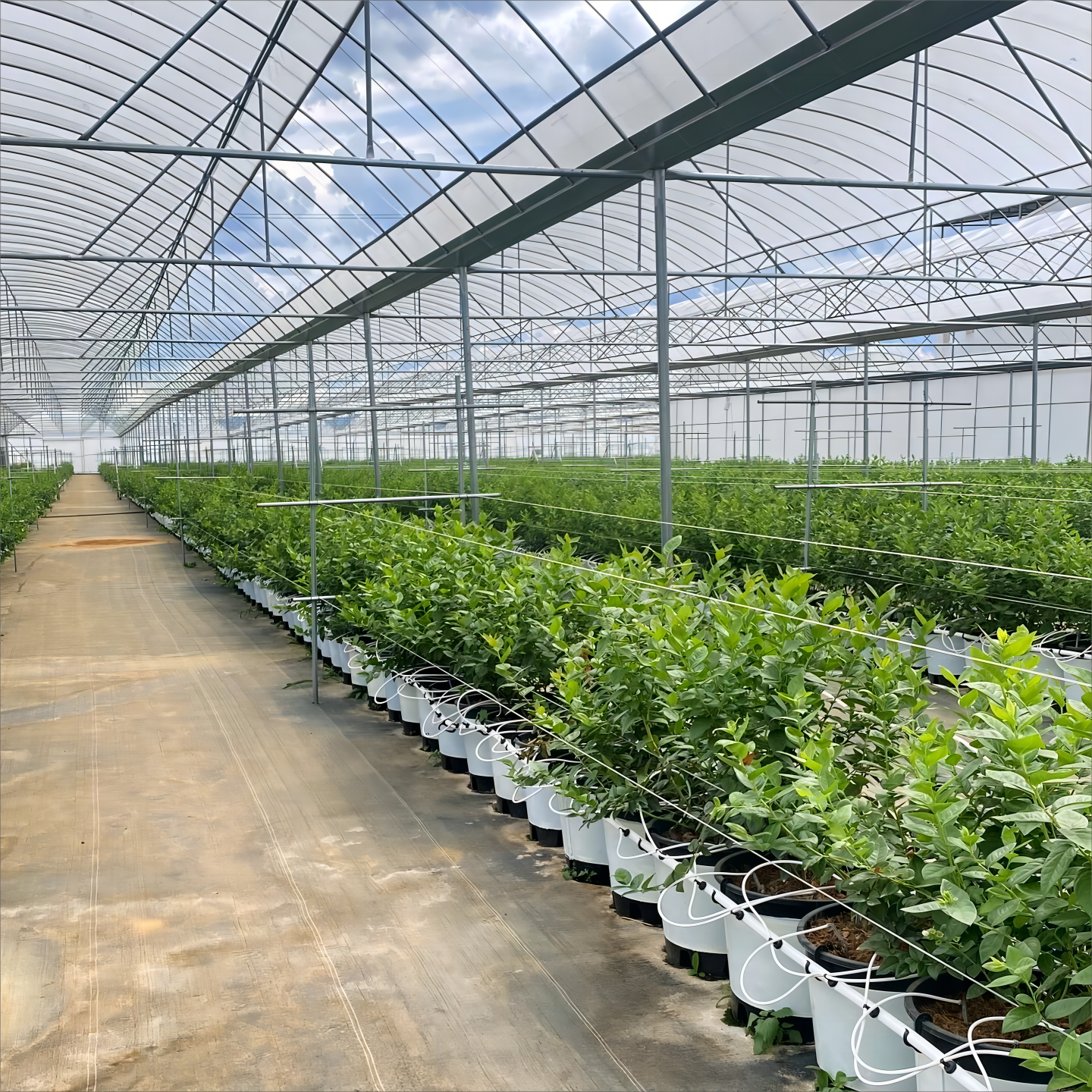 Cam serayı diğer türlerin yerine ne zaman tercih etmelisiniz?