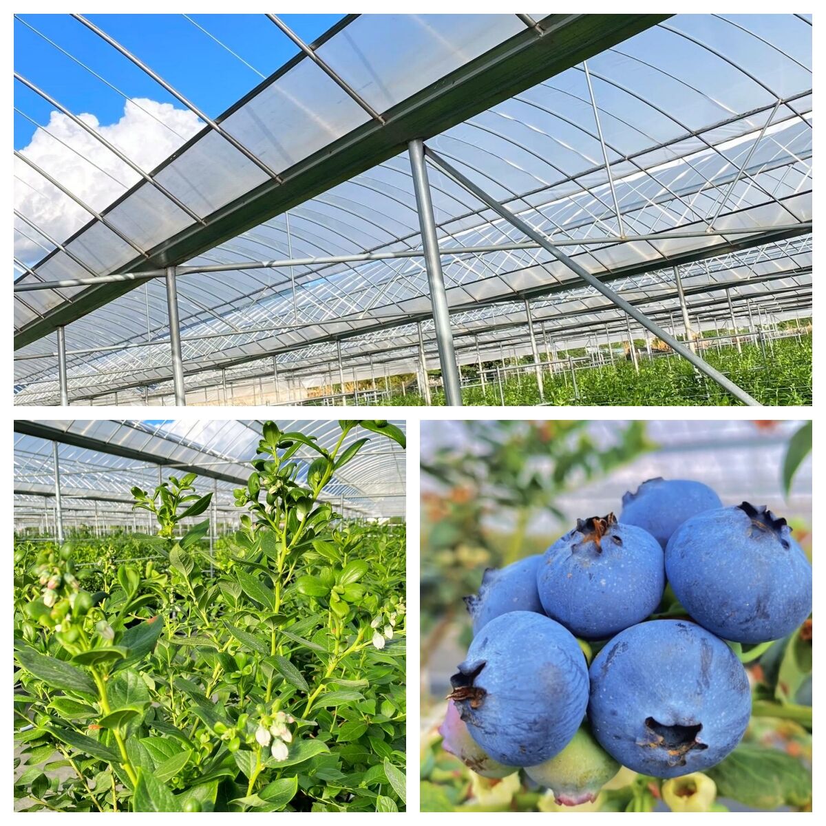 Neden Film Seraları Cam Yapıları Aşar?