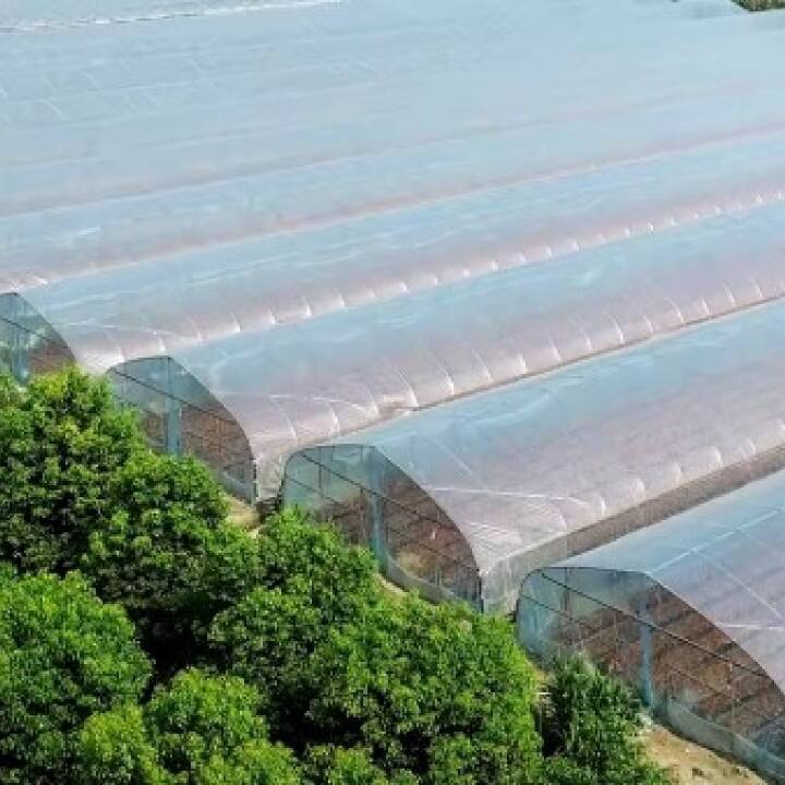 Single/Tunnel Greenhouse