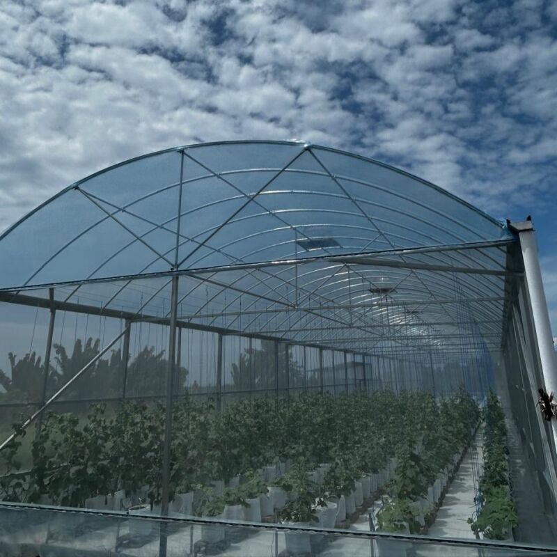 Sebzeler İçin En Uygun Sera Türü Hangisidir?