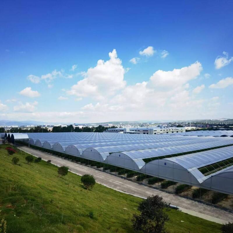 Blueberry Greenhouse