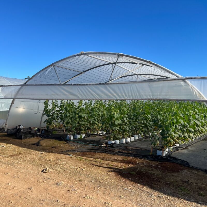 Çok Mevsimlik Üretim Kapasiteleri