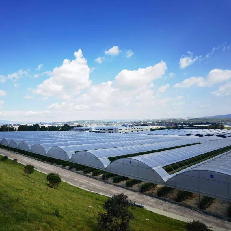 ¿Qué hace rentables los sistemas de invernadero para bayas para los agricultores?