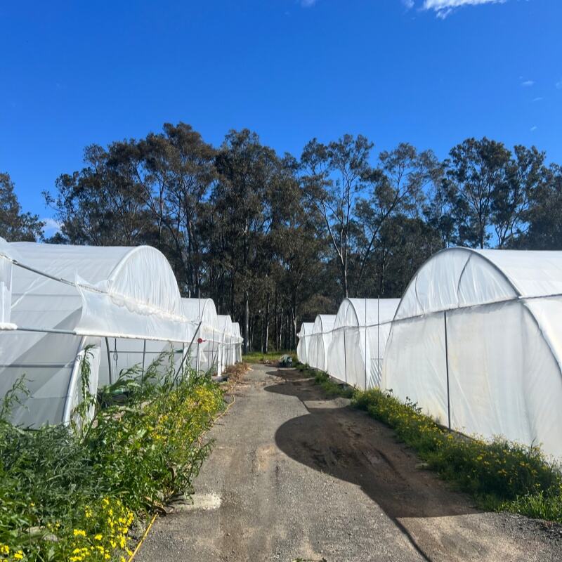¿Por qué son importantes los invernaderos para flores en el cultivo durante todo el año?