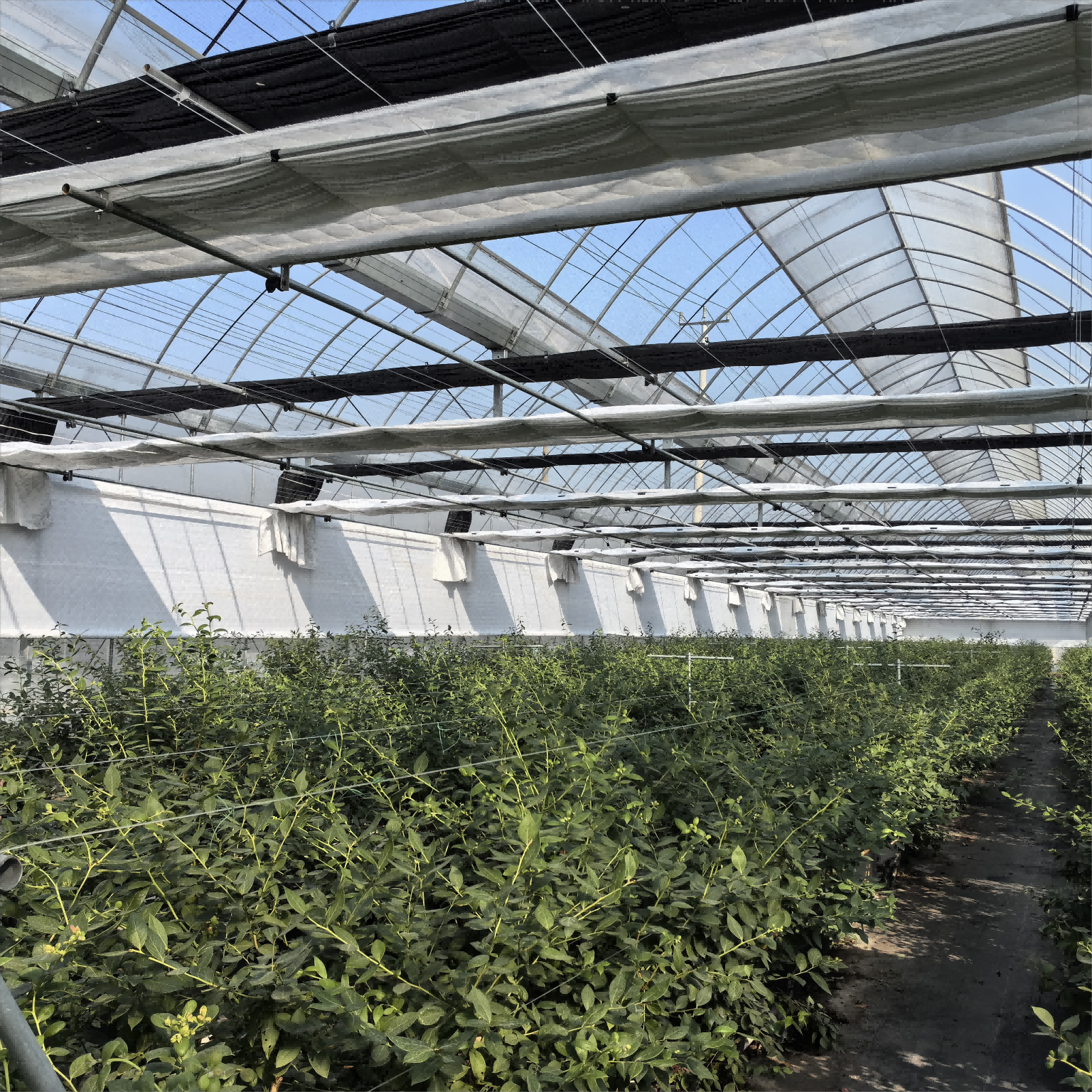 ¿Qué hace que el invernadero gótico sea perfecto para el cultivo durante todo el año?