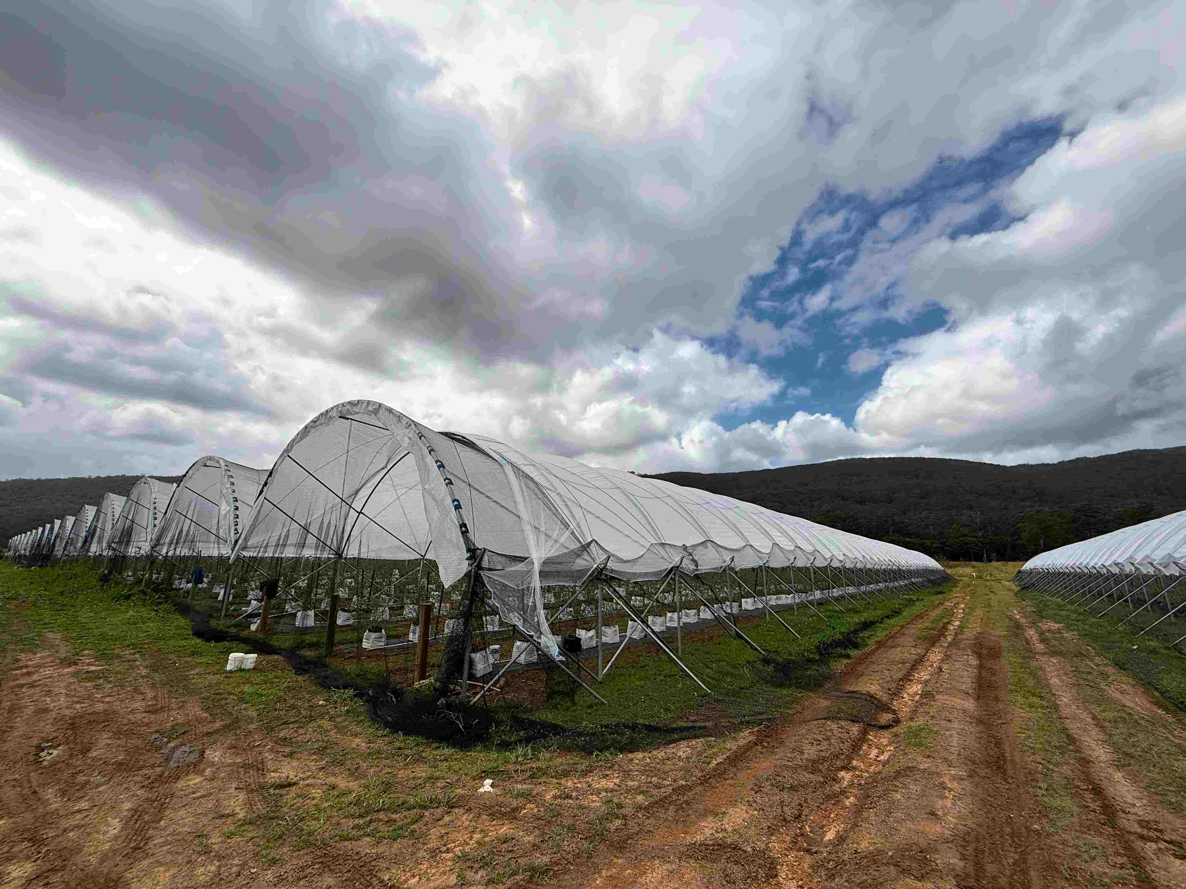 Super Blueberry Greenhouse Project 
