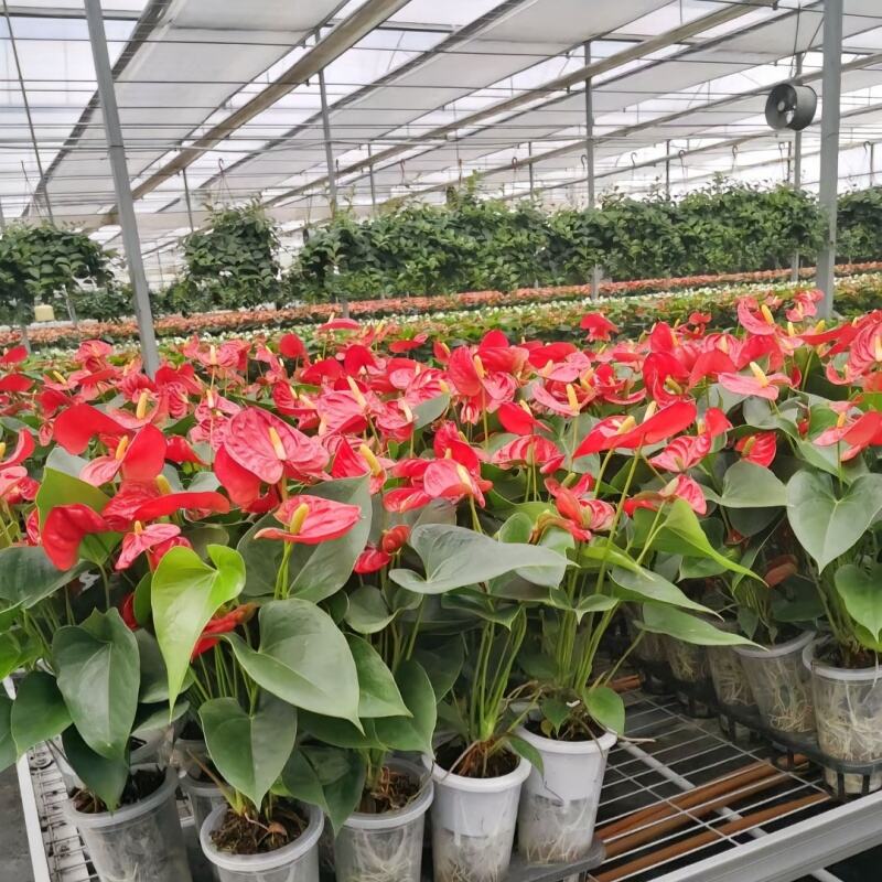 Comprehensive Project Management and Support Services