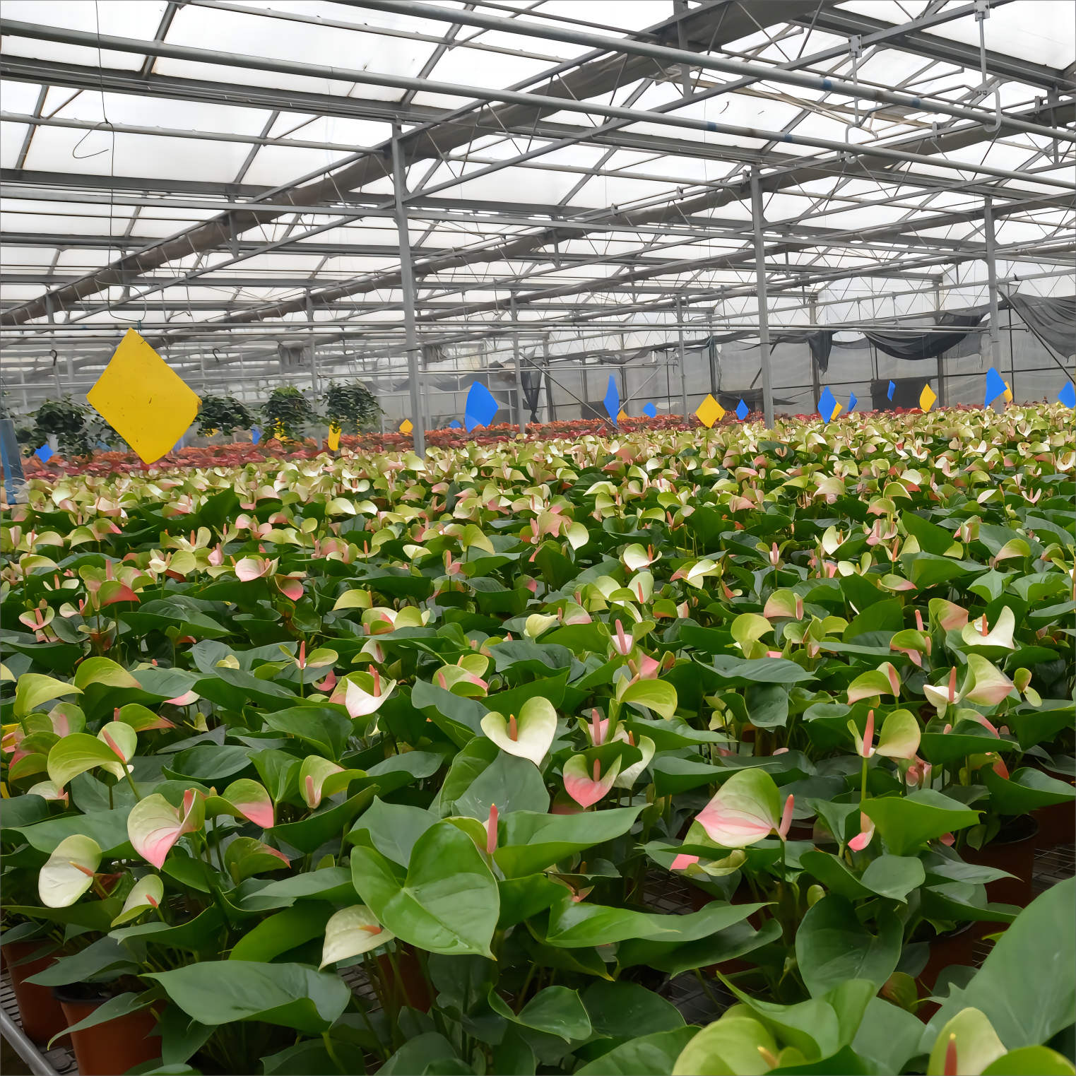 Bütünleşdirilmiş Günəş Texnologiyası Vasitəsilə İnkişaf Etmiş Enerji Müstəqilliyi