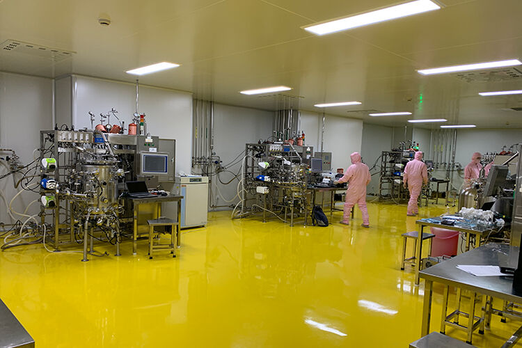 Suspension Culture for Influenza Vaccine Production
