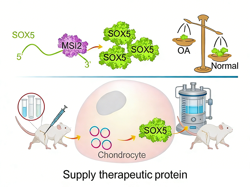 Circular RNA Breakthrough! Targeting Osteoarthritis, a New Frontier for RNA-Based Protein Replacement Therapy