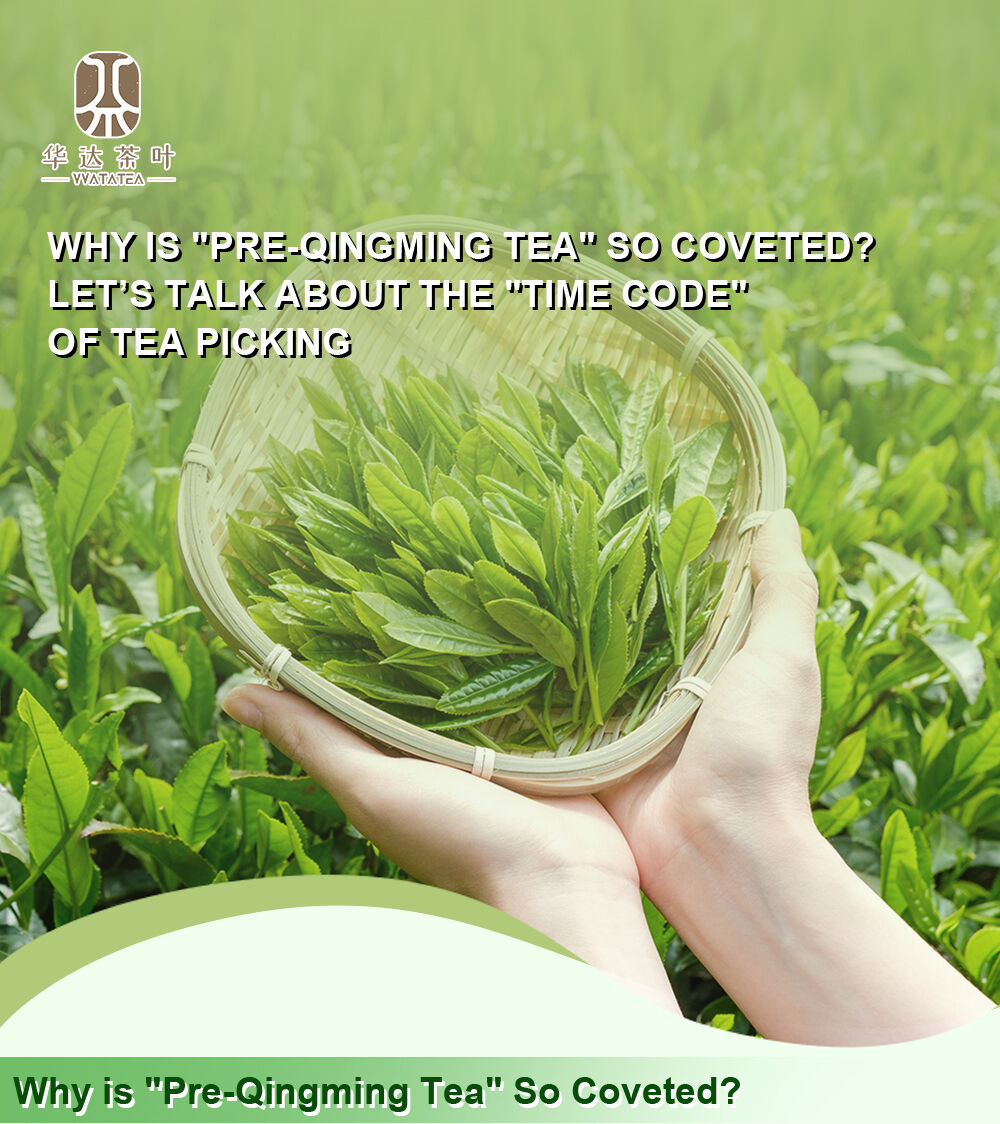 Why is "Pre-Qingming Tea" So Coveted? Let’s Talk About the "Time Code" of Tea Picking