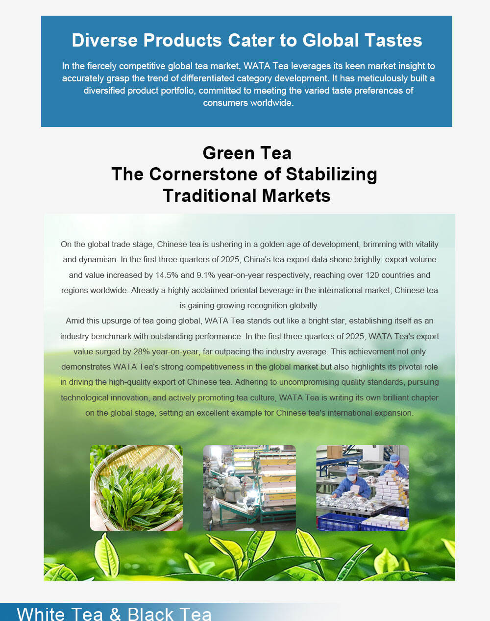 WATA Tea: Riding the Wave of Globalization, A New Journey of Technology and Culture in Harmony