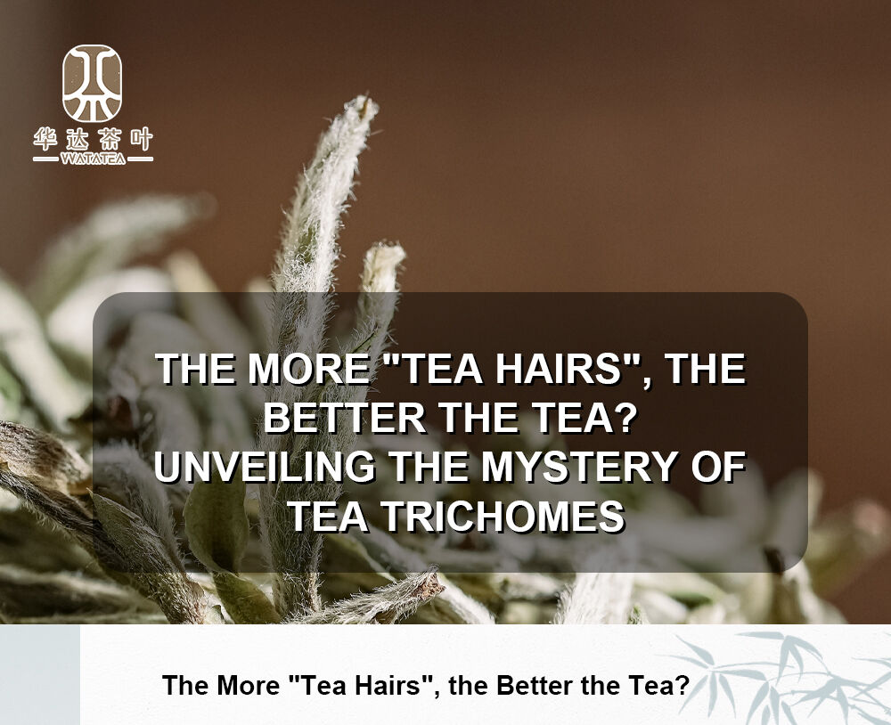 The More "Tea Hairs", the Better the Tea? Unveiling the Mystery of Tea Trichomes