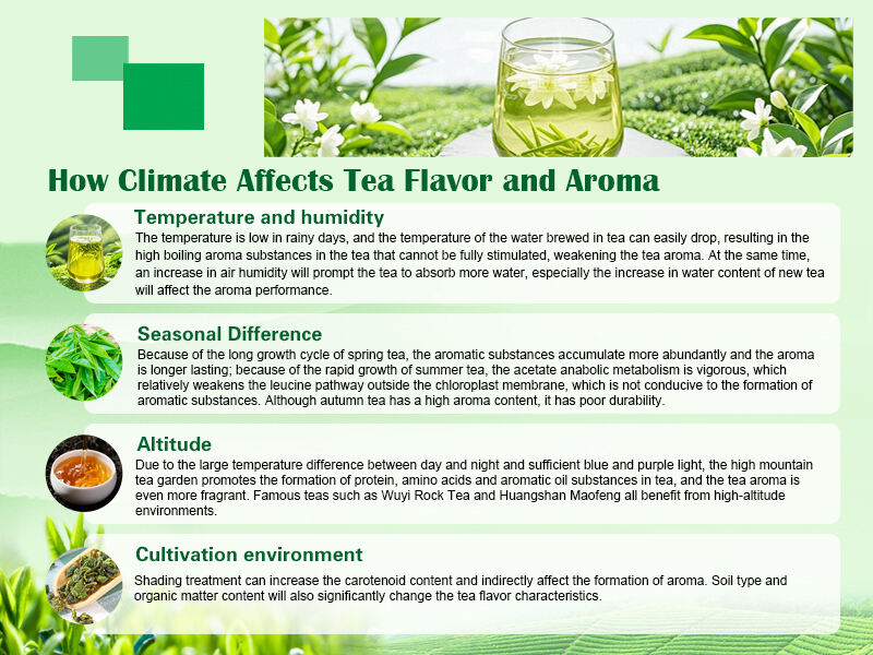 How Climate Affects Tea Flavor and Aroma