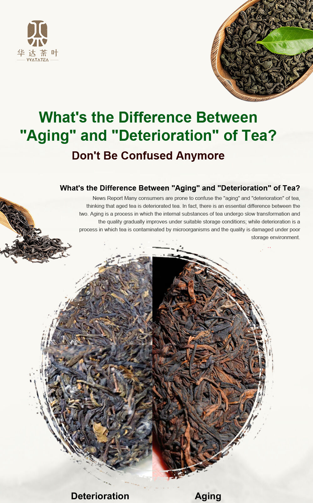 What's the Difference Between "Aging" and "Deterioration" of Tea? Don't Be Confused Anymore