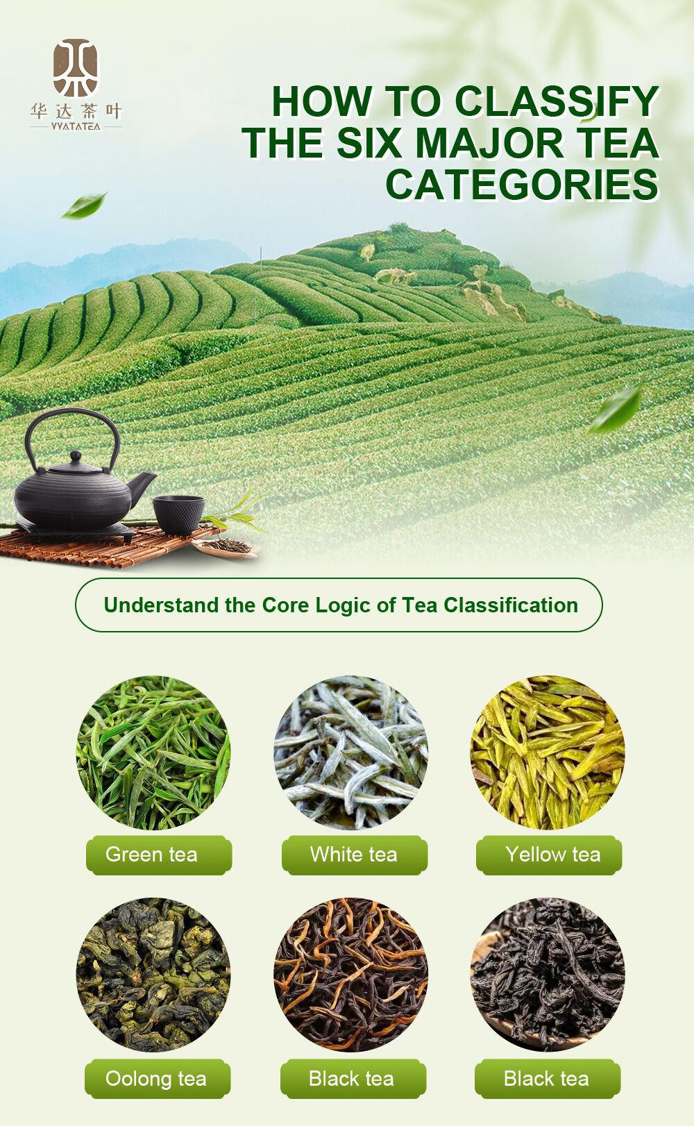 How to Classify the Six Major Tea Categories? Understand the Core Logic of Tea Classification at a Glance with This Table