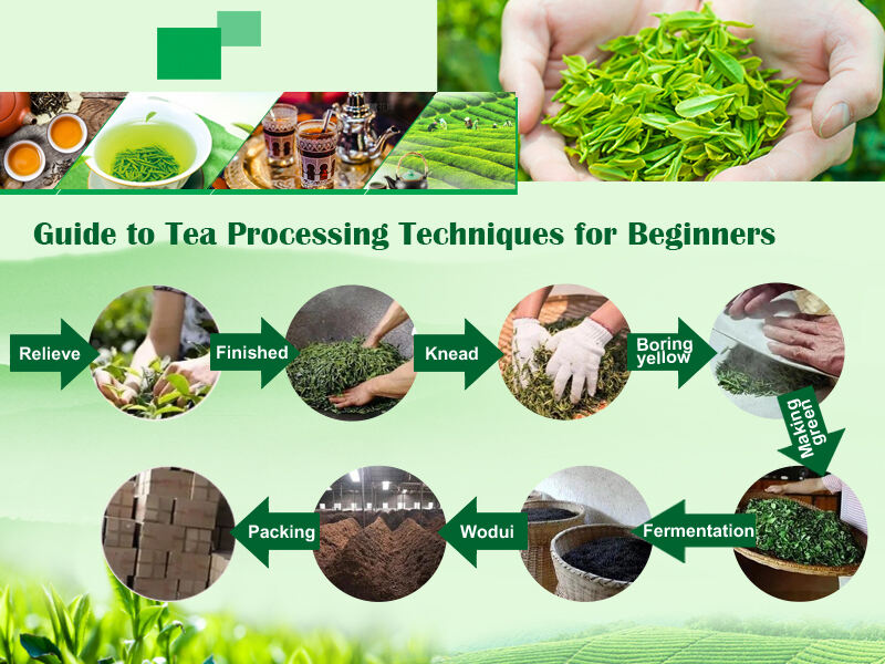 Guide to Tea Processing Techniques for Beginners