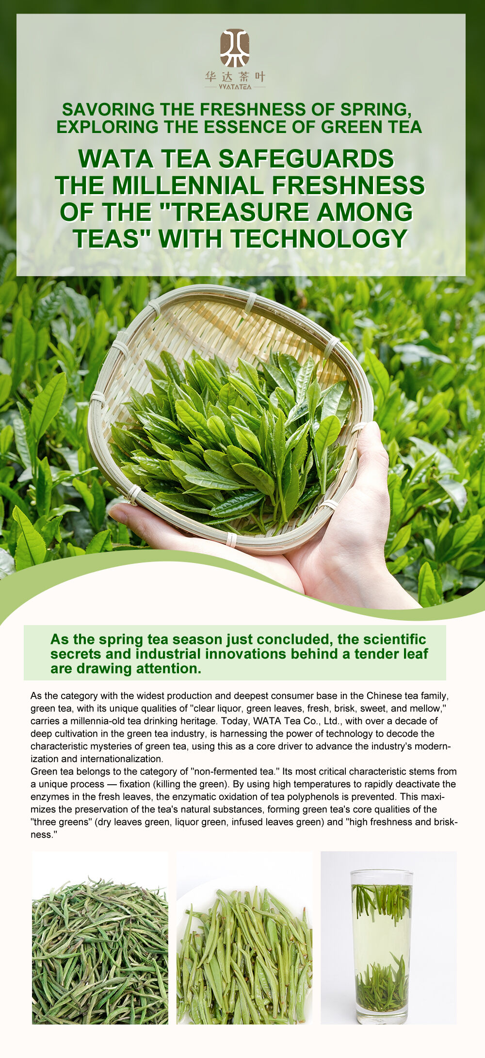 Savoring the Freshness of Spring, Exploring the Essence of Green Tea: WATA Tea Safeguards the Millennial Freshness of the "Treasure Among Teas" with Technology