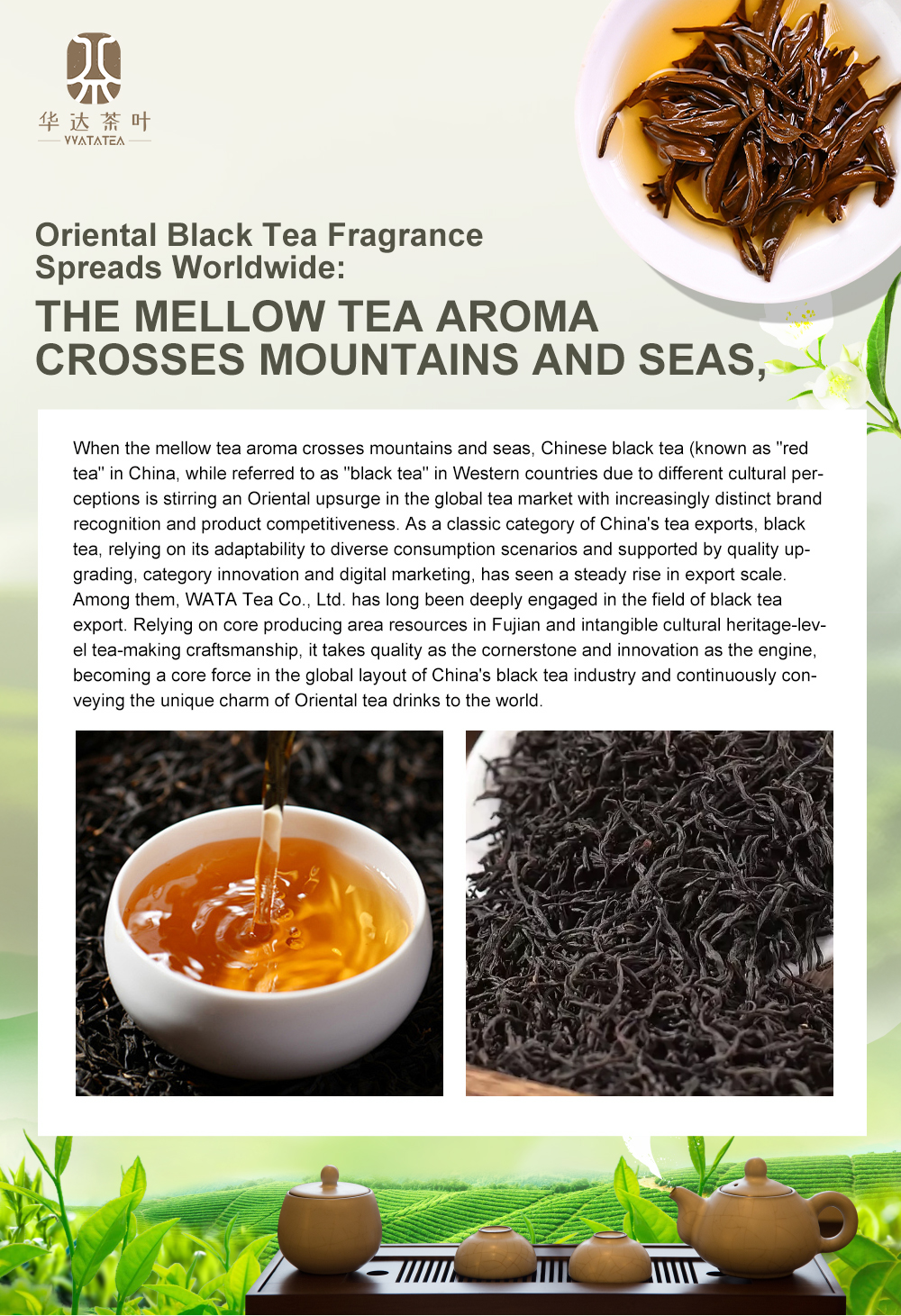 The fragrance of Oriental black tea spreads around the world